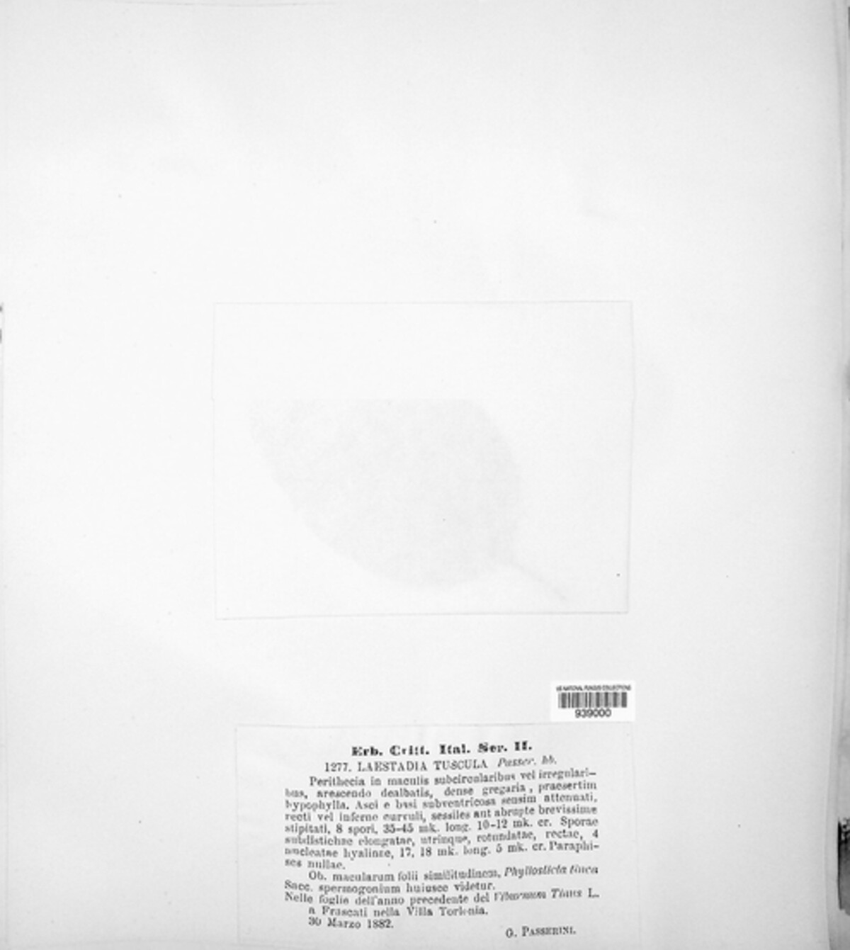 Laestadia tuscula image